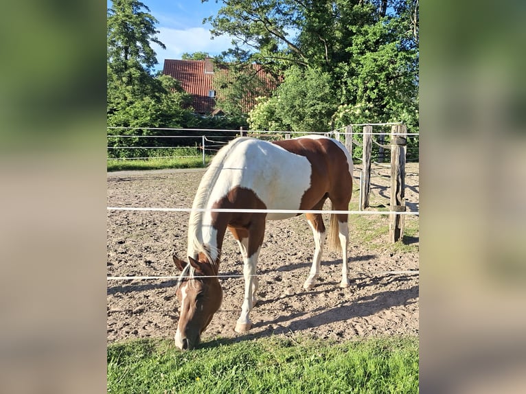 Quarab Stute 3 Jahre 152 cm Schecke in Greven
