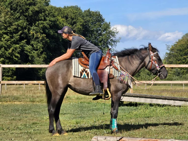Quarab Mix Stute 4 Jahre 151 cm Grullo in Linkenbach