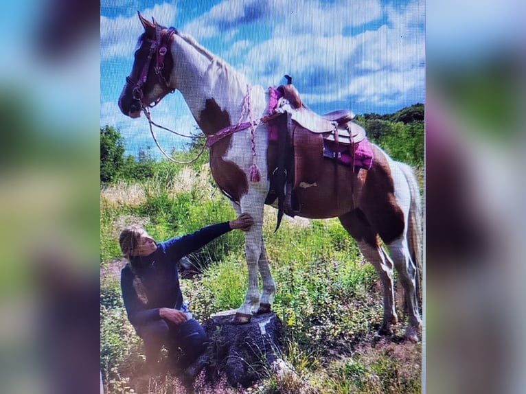 Quarab Stute 5 Jahre 153 cm Schecke in Petersberg