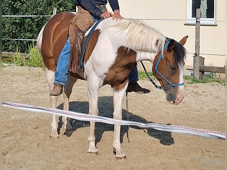 Quarab Stute 5 Jahre 153 cm Schecke in Petersberg