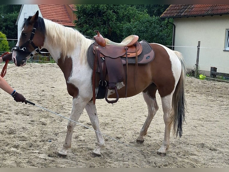 Quarab Stute 5 Jahre 153 cm Schecke in Petersberg