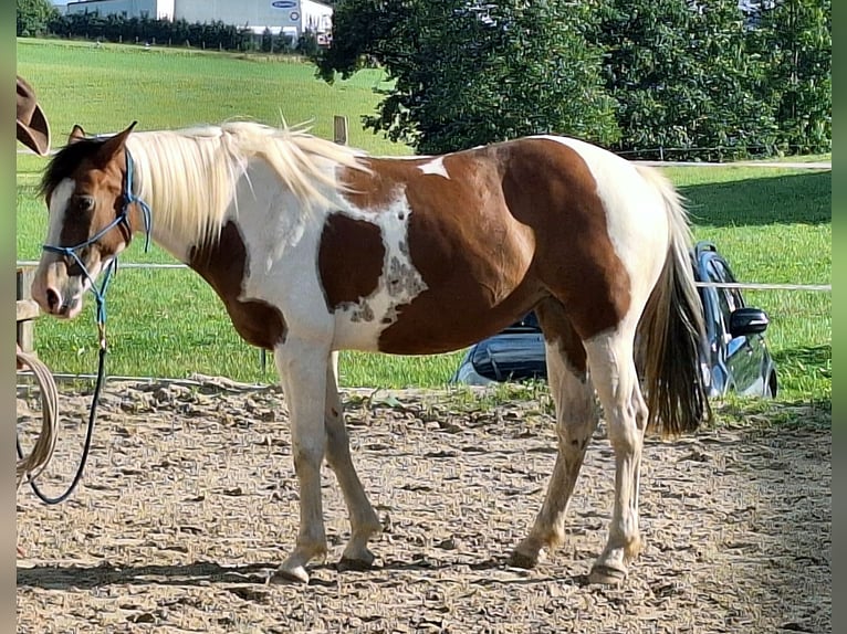 Quarab Stute 5 Jahre 156 cm Schecke in Petersberg