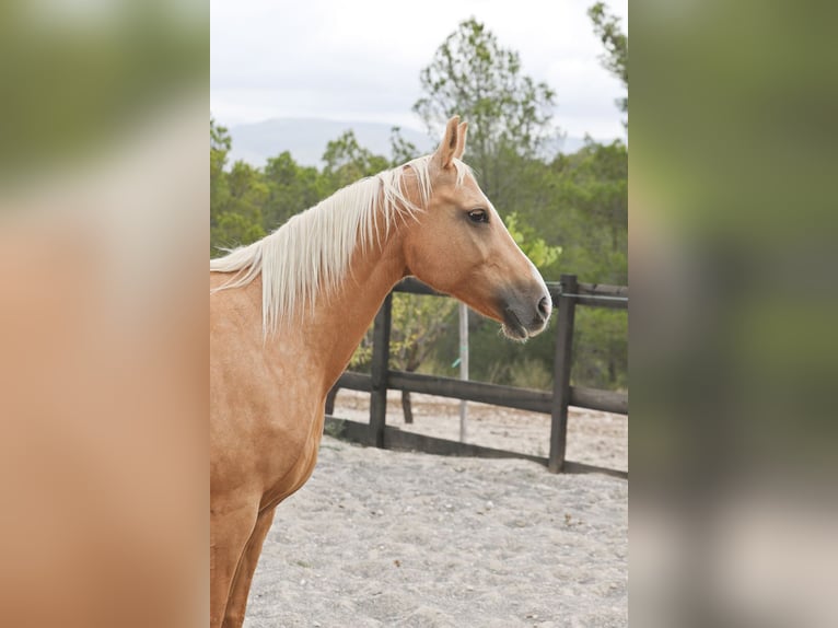 Quarab Mix Stute 9 Jahre 154 cm Palomino in Alcoi/Alcoy