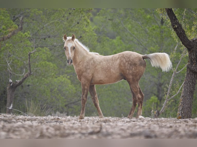 Quarab Mix Stute 9 Jahre 154 cm Palomino in Alcoi/Alcoy