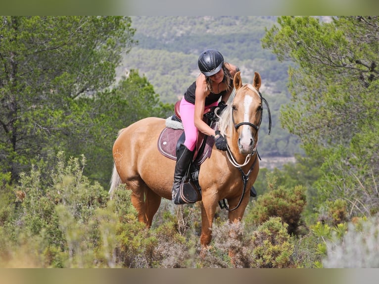 Quarab Mix Stute 9 Jahre 154 cm Palomino in Alcoi/Alcoy