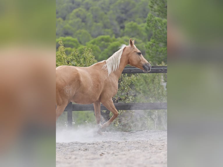 Quarab Mix Stute 9 Jahre 154 cm Palomino in Alcoi/Alcoy