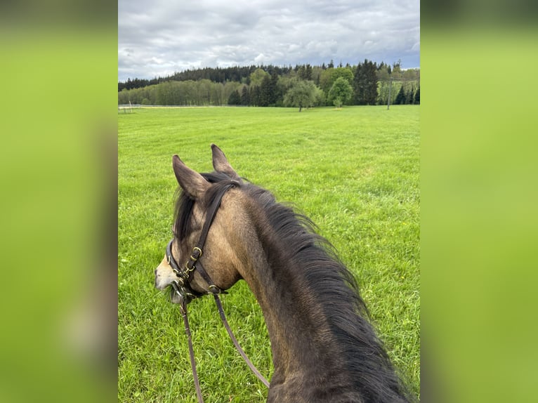 Quarab Wałach 13 lat 145 cm Jelenia in Adelmannsfelden