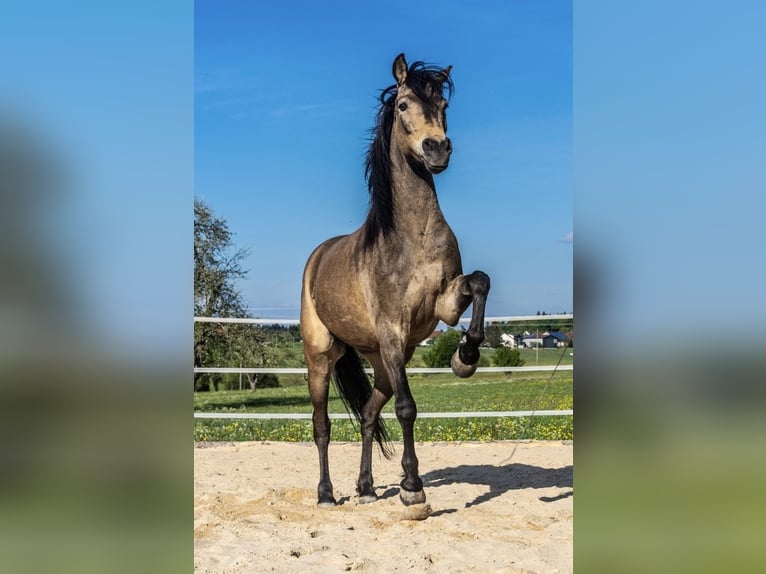 Quarab Wałach 13 lat 145 cm Jelenia in Adelmannsfelden