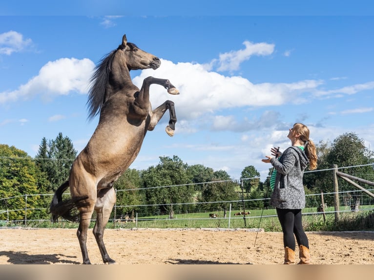 Quarab Wałach 13 lat 145 cm Jelenia in Adelmannsfelden