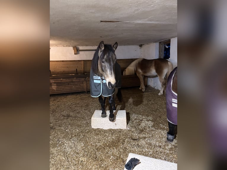 Quarab Wałach 13 lat 145 cm Jelenia in Adelmannsfelden