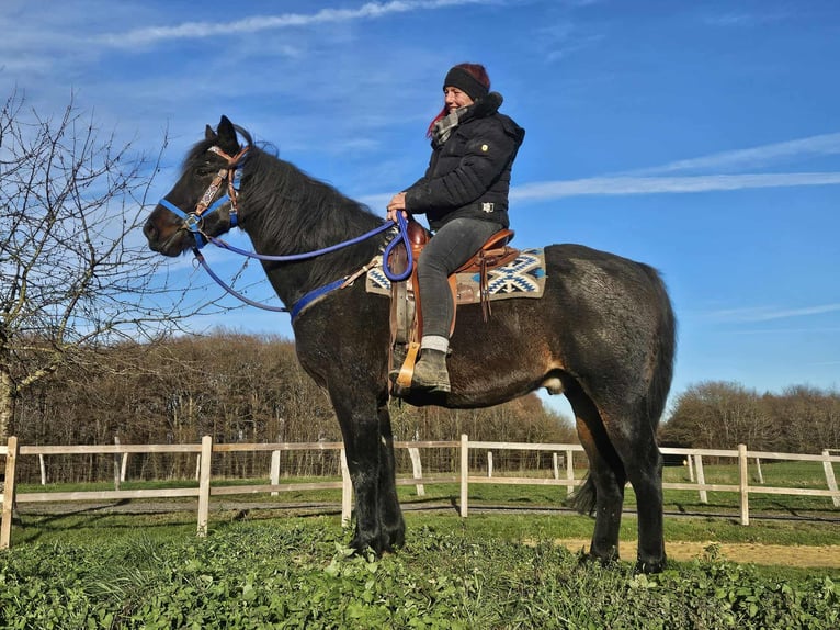 Quarab Mix Wałach 13 lat 155 cm Ciemnogniada in Linkenbach