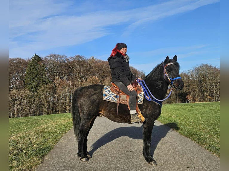 Quarab Mix Wałach 13 lat 155 cm Ciemnogniada in Linkenbach