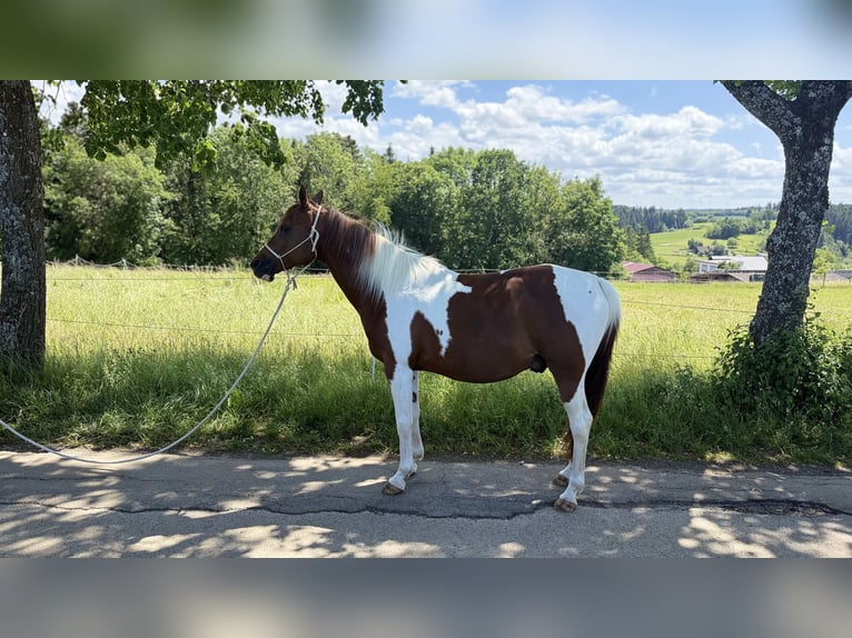 Quarab Wałach 15 lat 152 cm Srokata in Rosenfeld