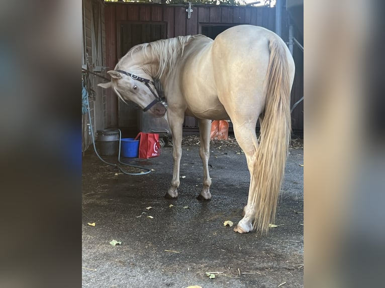 Quarab Wałach 5 lat 157 cm Szampańska in Spijkenisse