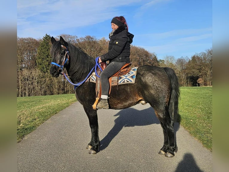 Quarab Wałach 6 lat 155 cm Ciemnogniada in Linkenbach