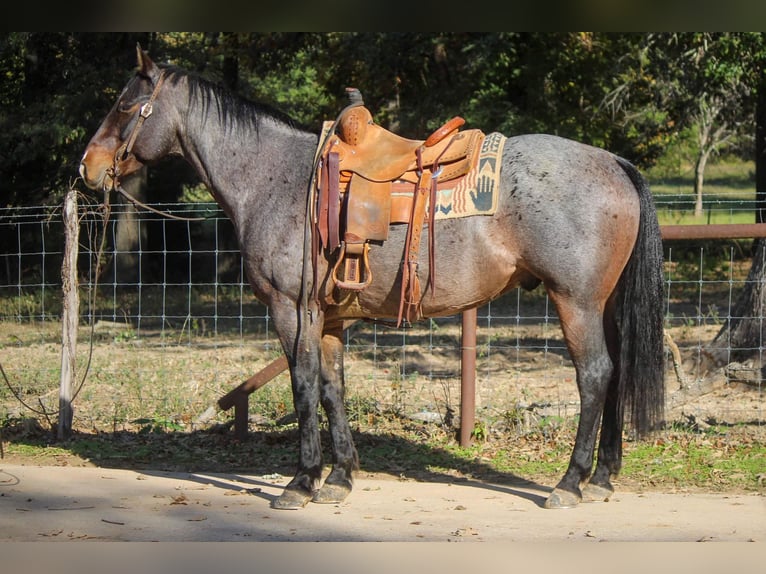 Quarab Wallach 12 Jahre Roan-Blue in Rusk TX