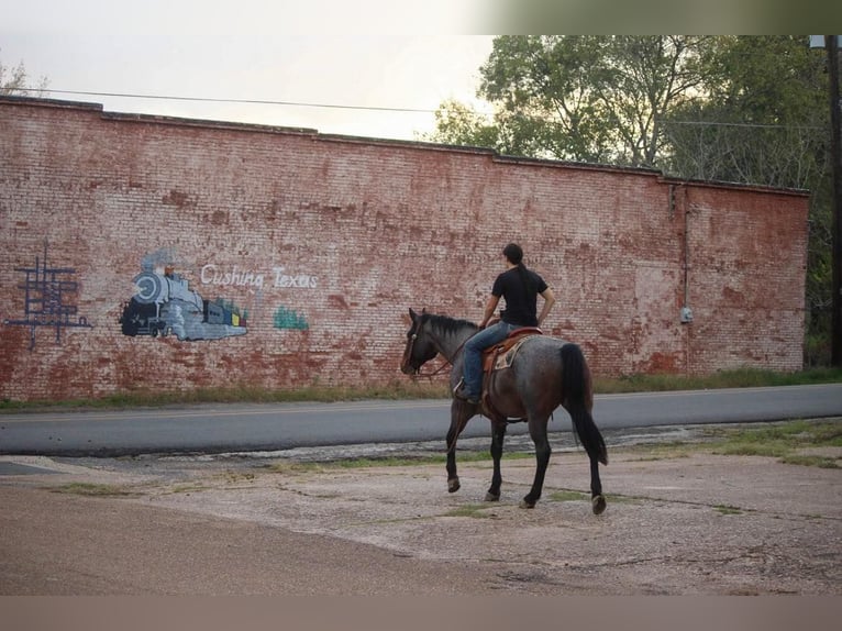 Quarab Wallach 12 Jahre Roan-Blue in Rusk TX