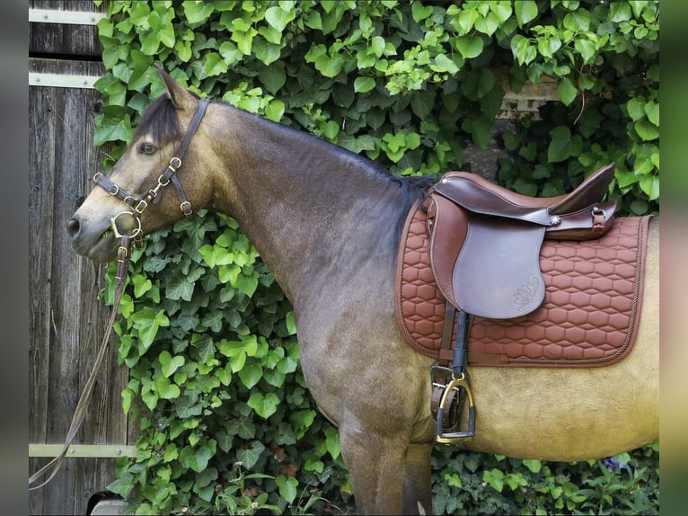Quarab Wallach 13 Jahre 145 cm Buckskin in Adelmannsfelden