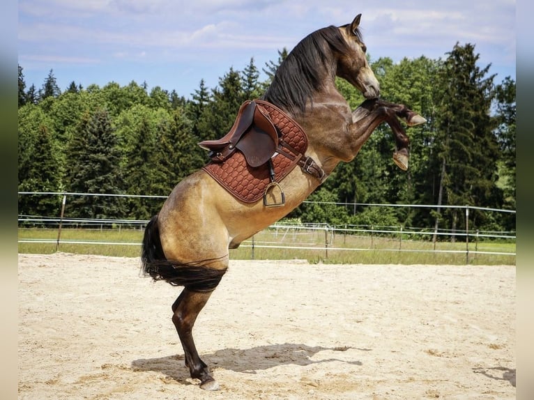 Quarab Wallach 13 Jahre 145 cm Buckskin in Adelmannsfelden