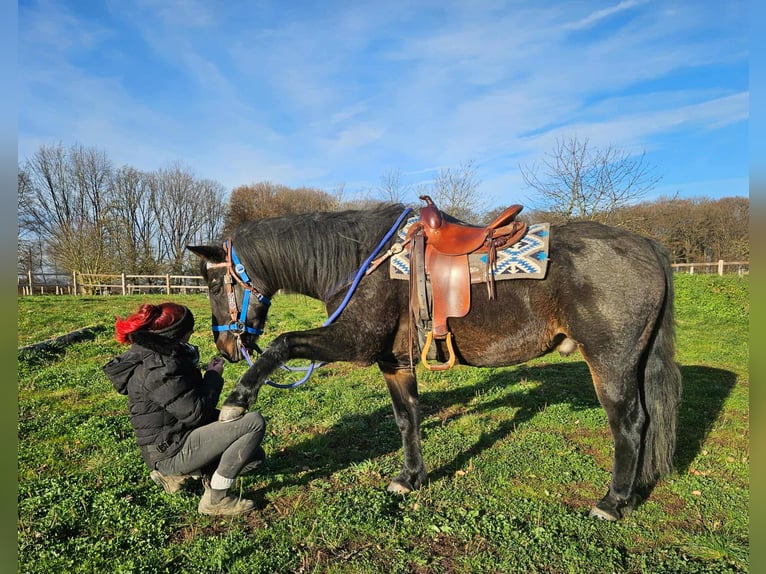 Quarab Mix Wallach 13 Jahre 155 cm Dunkelbrauner in Linkenbach