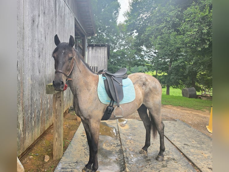 Quarab Wallach 2 Jahre 142 cm Roan-Blue in Knoxville, TN