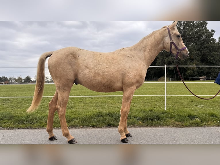 Quarab Wallach 2 Jahre Palomino in &#x141;&#x119;&#x17C;cePoci&#x119;karb
