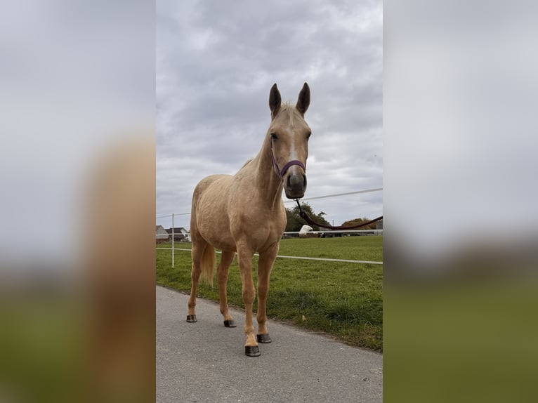Quarab Wallach 2 Jahre Palomino in &#x141;&#x119;&#x17C;cePoci&#x119;karb