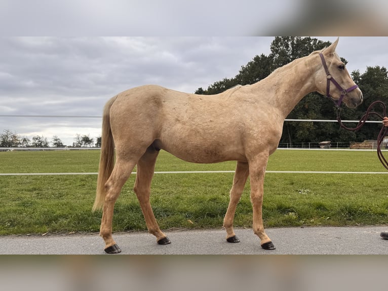 Quarab Wallach 2 Jahre Palomino in &#x141;&#x119;&#x17C;cePoci&#x119;karb