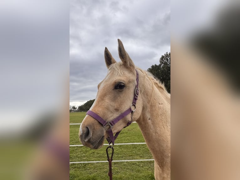 Quarab Wallach 2 Jahre Palomino in &#x141;&#x119;&#x17C;cePoci&#x119;karb