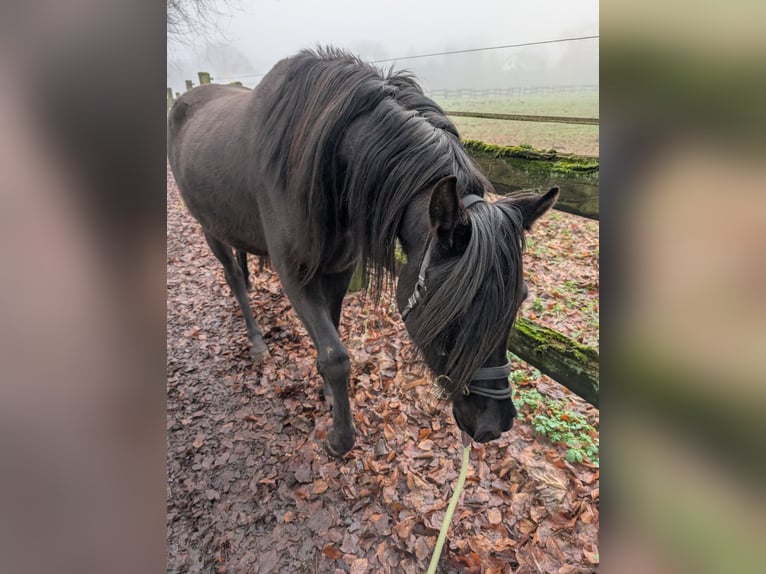 Quarab Wallach 4 Jahre 155 cm Rappe in Essen