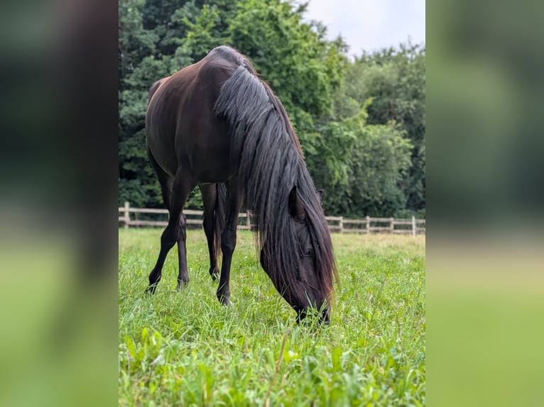 Quarab Wallach 4 Jahre 155 cm Rappe in Essen