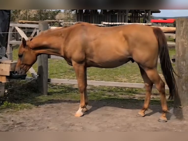 Quarab Wallach 4 Jahre 156 cm Fuchs in Bergenhausen