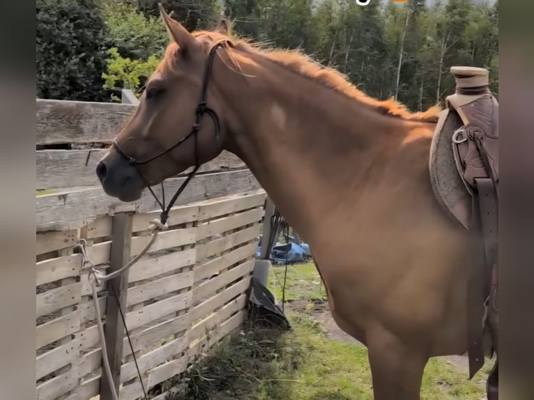Quarab Wallach 4 Jahre 156 cm Fuchs in Bergenhausen