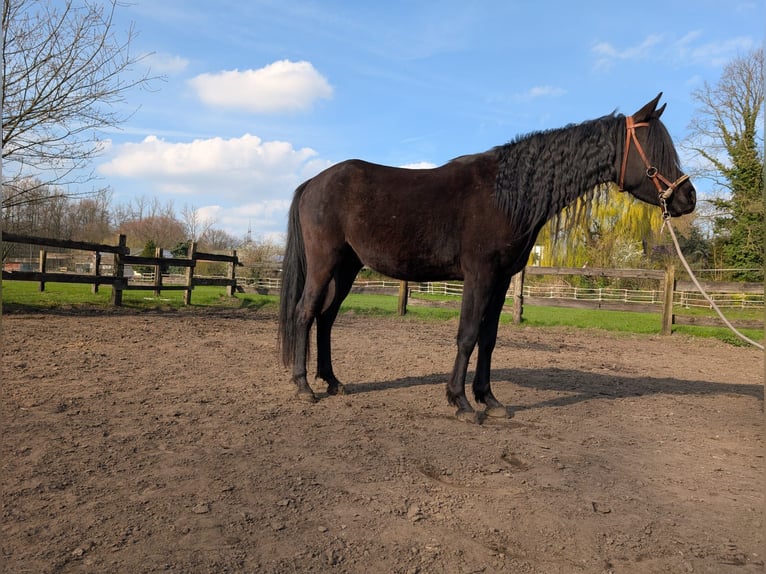 Quarab Wallach 4 Jahre 160 cm Rappe in Essen