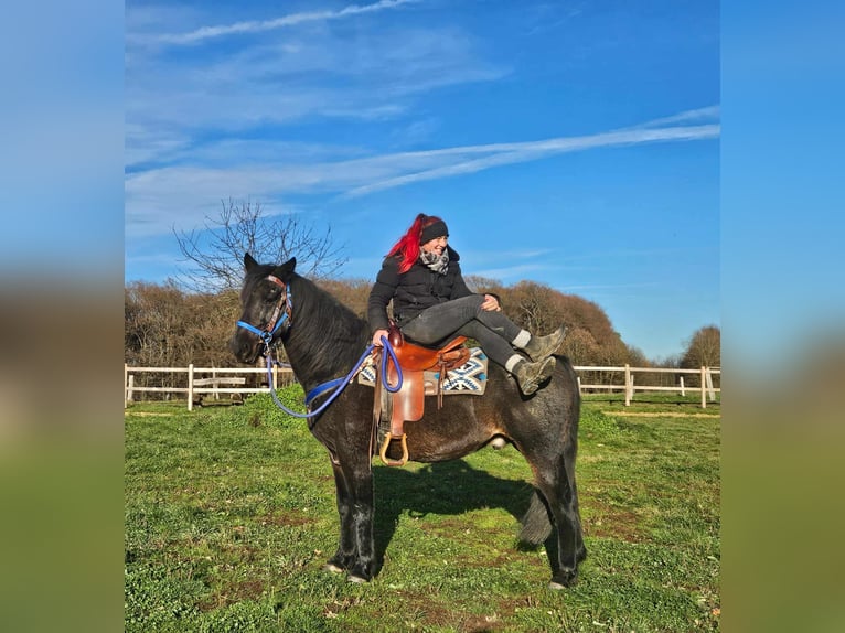 Quarab Wallach 6 Jahre 155 cm Dunkelbrauner in Linkenbach