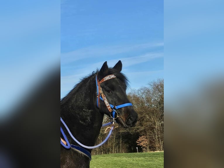 Quarab Wallach 6 Jahre 155 cm Dunkelbrauner in Linkenbach