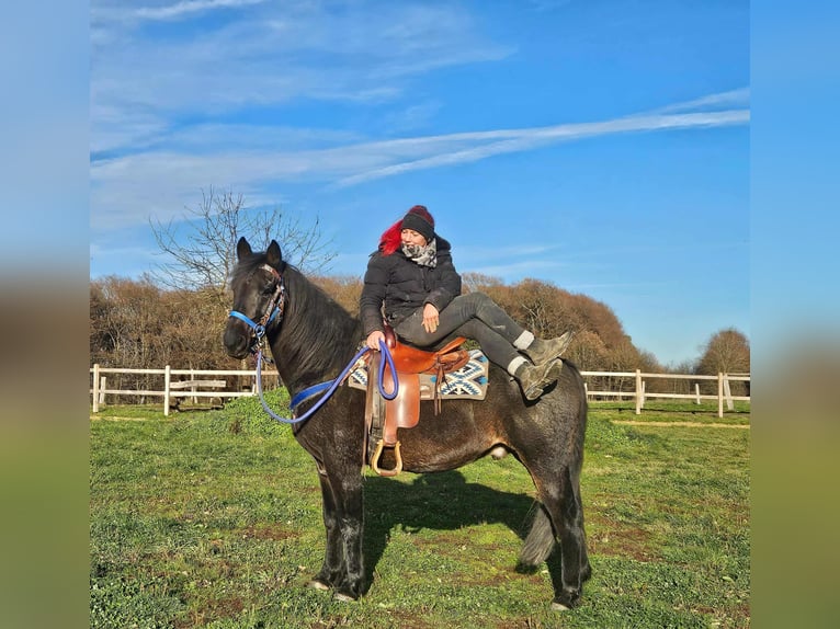 Quarab Wallach 6 Jahre 155 cm Dunkelbrauner in Linkenbach