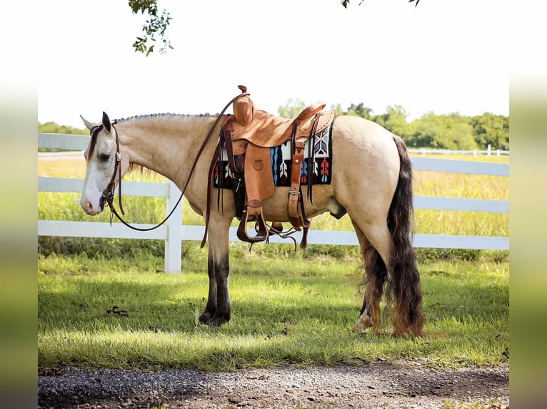 Quarab Wallach 7 Jahre 132 cm Buckskin in Mt Hope Al