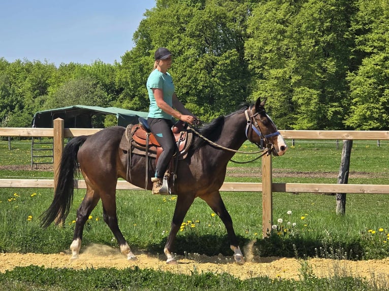 Quarab Wallach 7 Jahre 155 cm Brauner in Linkenbach