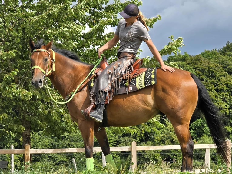 Quarab Mix Wallach 7 Jahre 155 cm Brauner in Linkenbach