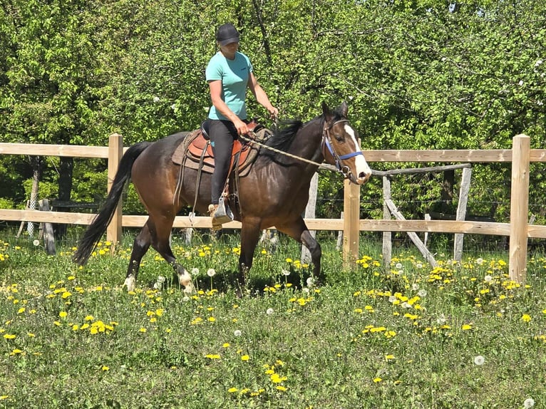 Quarab Wallach 7 Jahre 155 cm Brauner in Linkenbach
