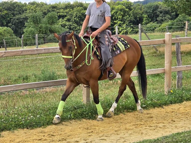 Quarab Mix Wallach 7 Jahre 155 cm Brauner in Linkenbach