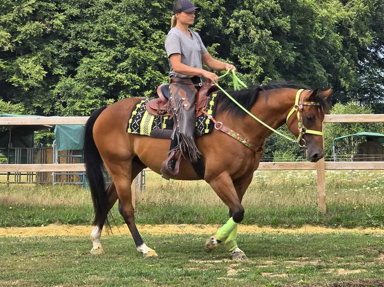 Quarab Mix Wallach 7 Jahre 155 cm Brauner in Linkenbach