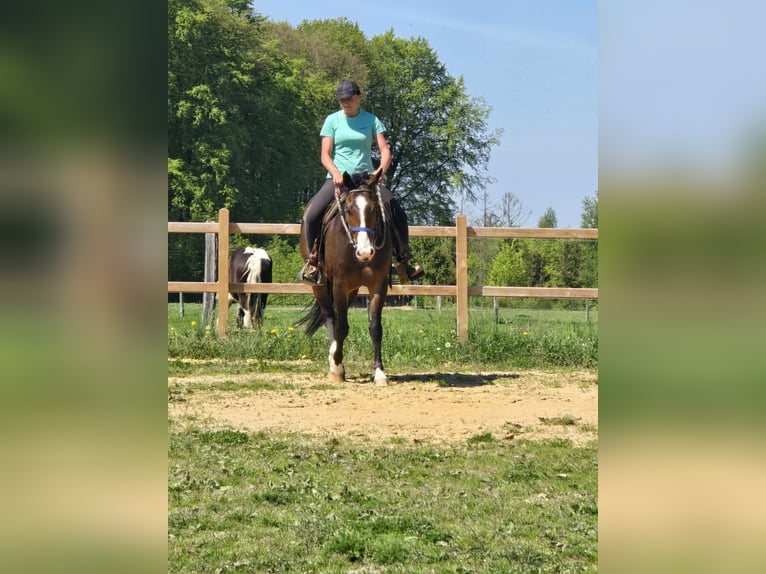 Quarab Wallach 7 Jahre 155 cm Brauner in Linkenbach