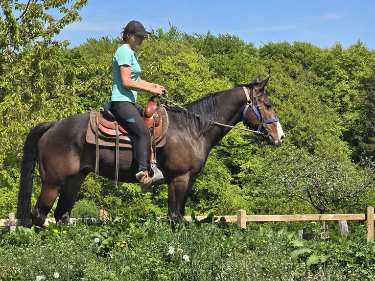 Quarab Wallach 7 Jahre 155 cm Brauner in Linkenbach