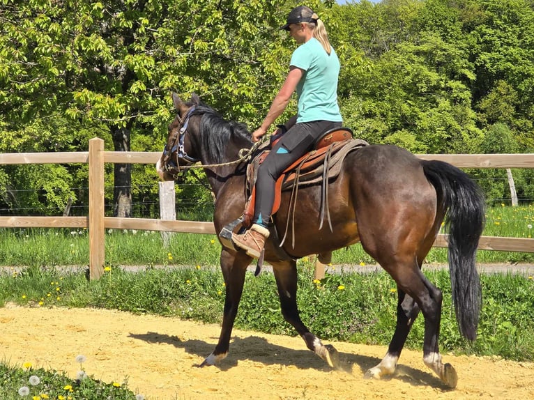 Quarab Wallach 7 Jahre 155 cm Brauner in Linkenbach