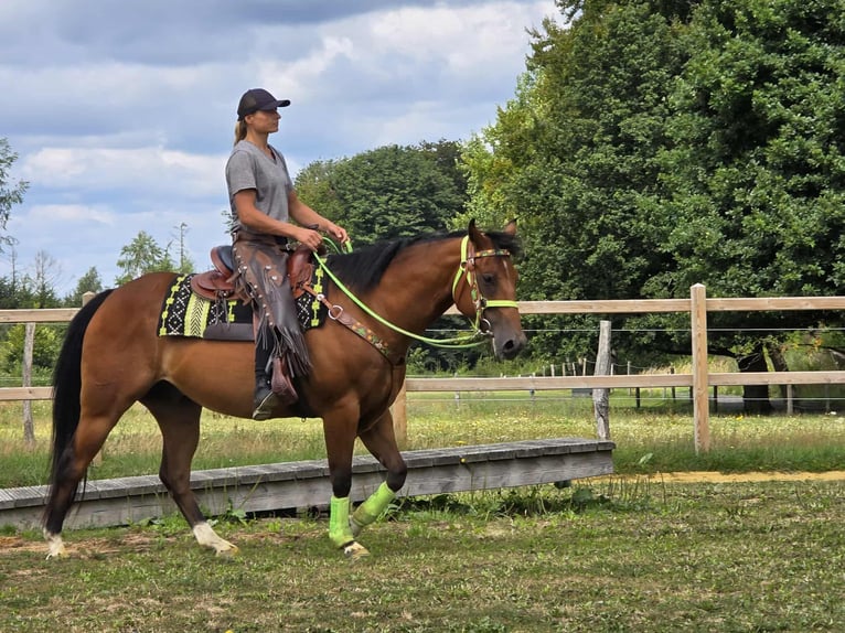 Quarab Mix Wallach 7 Jahre 155 cm Brauner in Linkenbach
