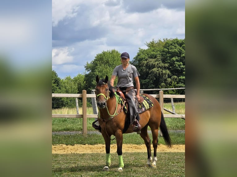 Quarab Mix Wallach 7 Jahre 155 cm Brauner in Linkenbach