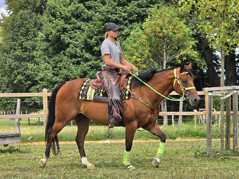 Quarab Mix Wallach 7 Jahre 155 cm Brauner in Linkenbach