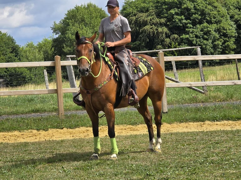 Quarab Mix Wallach 7 Jahre 155 cm Brauner in Linkenbach